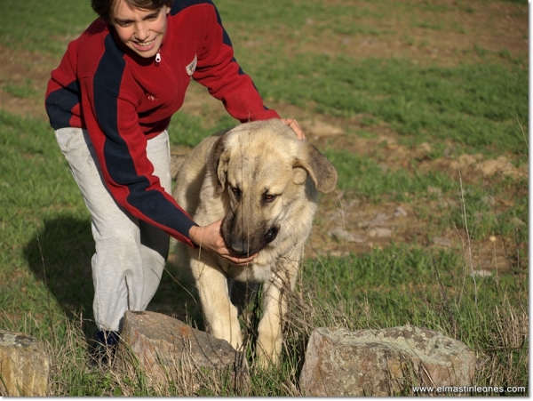 De paseo con Neska, Zar y Lau
Keywords: mastines