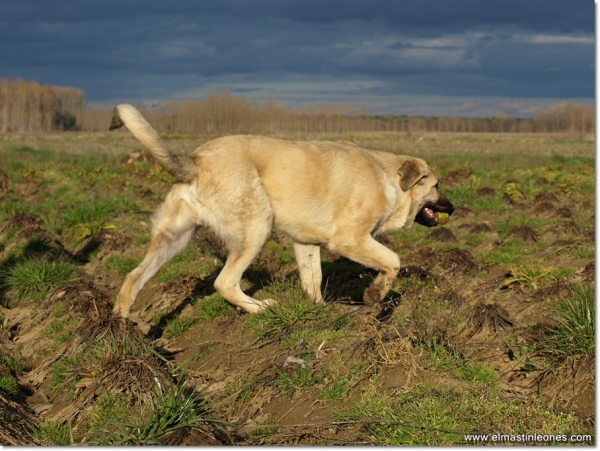 De paseo con Neska, Zar y Lau
Keywords: mastines