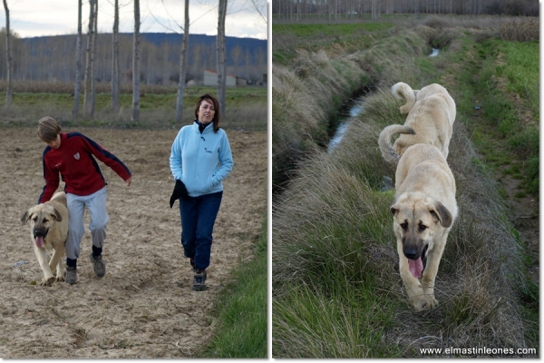 De paseo con Neska, Zar y Lau
Keywords: mastines