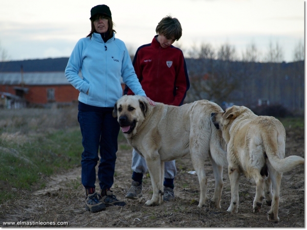 De paseo con Neska, Zar y Lau
Keywords: mastines