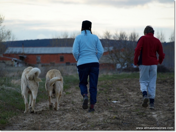 De paseo con Neska, Zar y Lau
Keywords: mastines