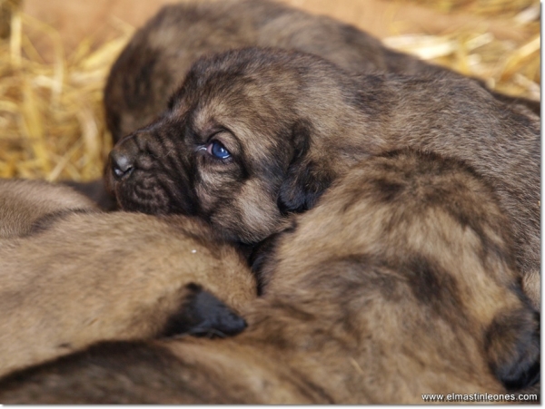 Puppies of mastín leonés from Leoni x Zar (Litter of March 2010)
Keywords: puppyspain mastines, cachorros, camada, leoni, zar, puppies, litter