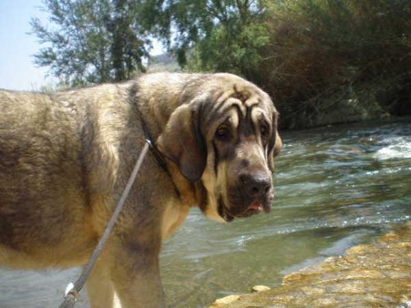 ONEGA DE CAMPOLLANO (NUESTRO MILO) EN LA MONOGRAFICA DE VELEZ BENAUDALLA
MILO EN EL RIO GUADALFEO VELEZ BENAUDALLA, MIRANDO EL RIO. 
Keywords: mastalaya