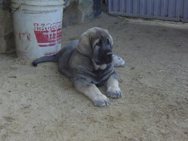 Cachorro de Alneyo
Keywords: alneyo