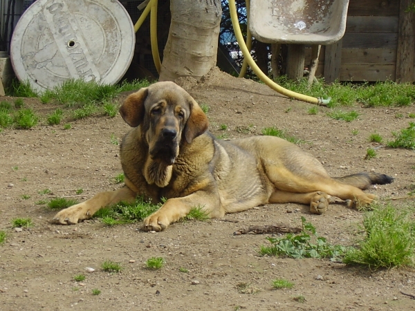 Nala mayo 2008
Keywords: puppyspain puppy cachorro alneyo