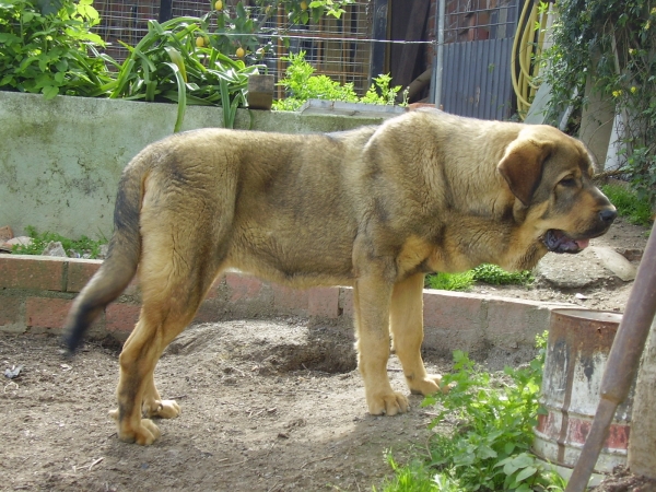 Nala mayo 2008
Keywords: puppyspain puppy cachorro alneyo