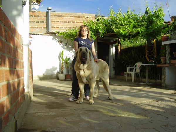 Tarquin de Galisancho y Yoli 16-05-2009
Pollero x Braña de Galisancho
Born: 05.12.2005

Keywords: alneyo