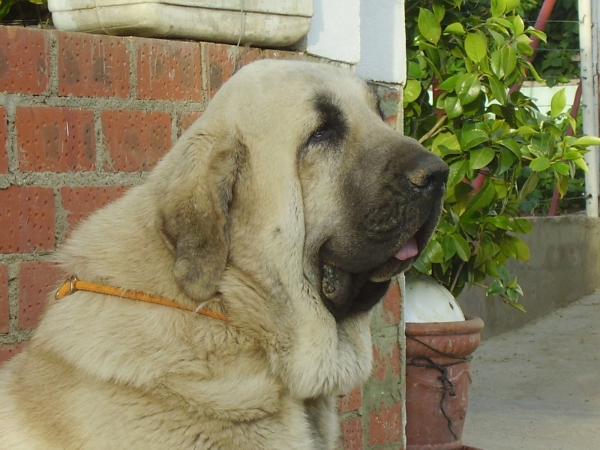 Tarquin de Galisancho 16-05-2009
Pollero x Braña de Galisancho
Born: 05.12.2005

Keywords: alneyo head portrait cabeza