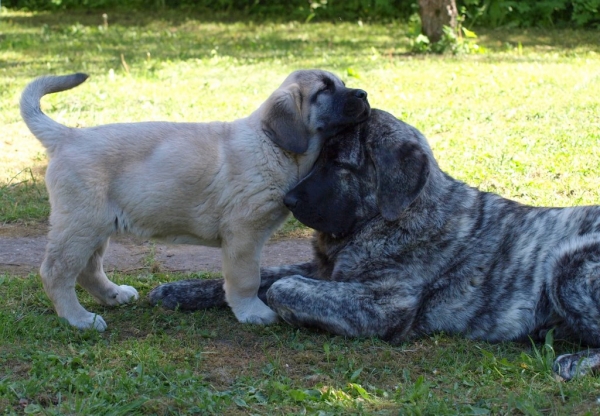 Montaro de Bao La Madera 2 months old and Julia Mastibe 5 months old in Estonia
Keywords: zarmon