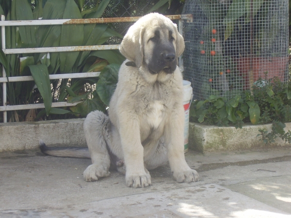 Tarquin de Galisancho 2 meses 1/2
Keywords: alneyo