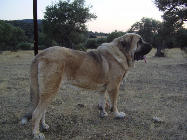 Tarquin de Galisancho - verano 2008
Pollero x Braña de Galisancho
Born: 05.12.2005

Keywords: alneyo