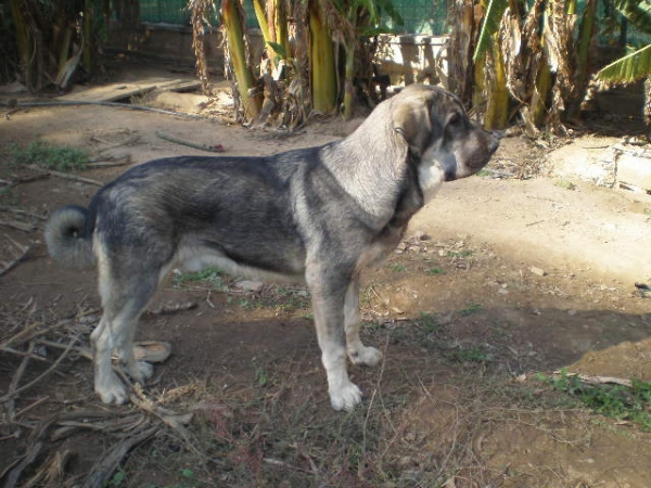 Milo (Onega de Campollano)  8½ meses
Keywords: mastalaya