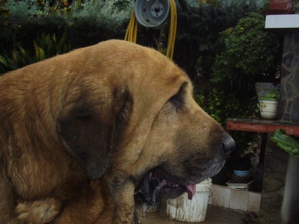 Ares,  Mastin de Alneyo. 2010
Ares,  Mastin de Alneyo. 2010
 
Keywords: head portrait cabeza