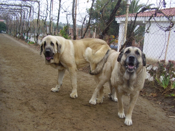 Tarquin de Galisancho montando natural
Pollero x Braña de Galisancho
Born: 05.12.2005

Keywords: alneyo