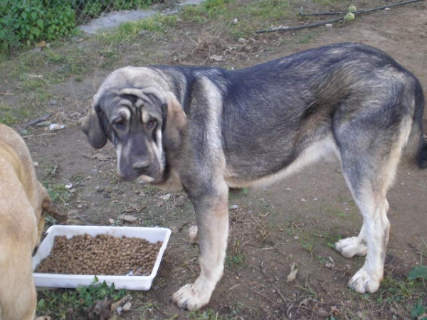 Onega de Campollano (MILO)
Milo 9 meses , Milo 9 months old
Keywords: mastalaya