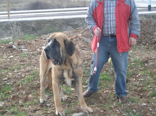 EGIPCIO DE MONTES DEL PARDO
(PIZARRO M. DEL PARDO X TULA M. DEL PARDO), 2 AÑOS Y 11 MESES.
Keywords: conde