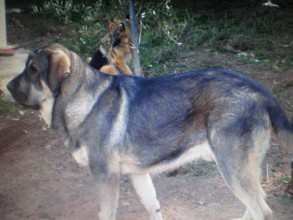 Onega de Campollano (MILO)
 Milo con 9 meses 
Keywords: mastalaya