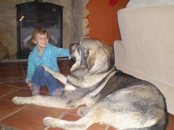 Onega de Campollano (Milo)
 Our two babys !!!!
Milo ten months old  and  our daughter Natalie 7 yrs old.
Milo con 10 meses con nuestra hija Natalie 7 años
Keywords: mastalaya