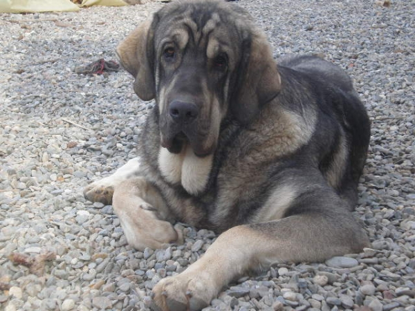 Onega de Campollano ( MILO)
Milo con 10 meses , Milo 10 months old. 
Keywords: mastalaya