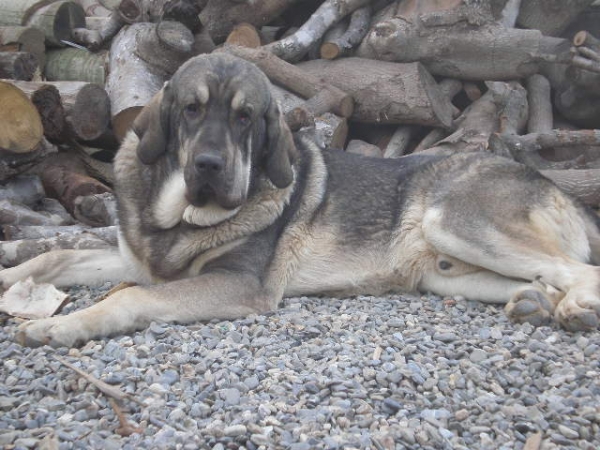 Onega de Campollano (MILO)
Milo con 10 meses.
Keywords: mastalaya