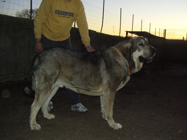 Nerón de la Sombra de el Fresno con 17 meses, hijo de Tarquín de Galisancho y Bella de A Limia 2012
Keywords: alneyo