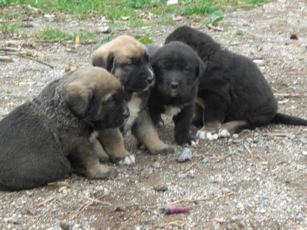 Cachorros de La Gorgoracha con 1 mes
Vitiza Dancá Cotufa  X Kandy Cerros del Aguila
10.11.2008

Keywords: gorgoracha