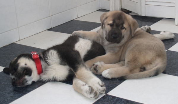 Buena amistad - Panda de Pizarra & Ola de Valdejera
Montañes de Hazas de Cesto x Turca de Cueto Negro - Born: 28/01/2007
Nistos de Valdejera x Tata de la Peña Mora - Born: 21/02/2007 
Keywords: pastrana