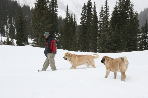 Independence Pass Snowed over - Papa, Leon and Gitana
little duckies following each other....... till dad sumk in the snow to his pelvis, snow was deeper luckly that is only how far I went in.
Leon and Gitana not being stupid turned around and walked away slowly......lol
Keywords: moreno