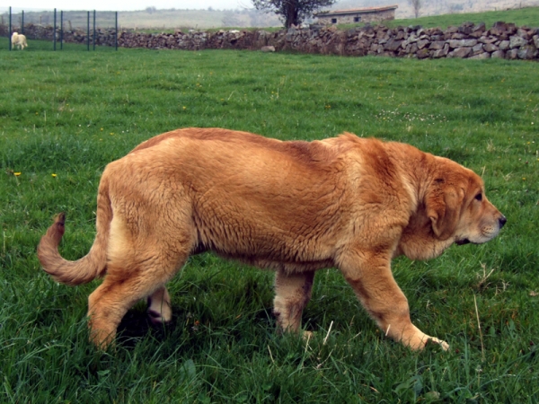 ENEAS DE DUELOS Y QUEBRANTOS
ENEAS CACHORRO DE 4 MESES
Keywords: eneas puppyspain puppy cachorro