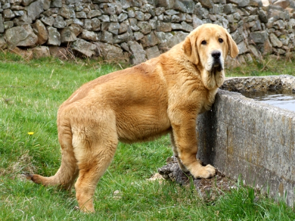 ENEAS DE DUELOS Y QUEBRANTOS
ENEAS CACHORRO DE 4 MESES SACIANDO SU SED
Keywords: eneas puppyspain puppy cachorro