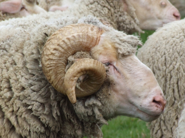 JOVEN MACHO DE MERINO
EXCELENTE JOVEN Y PROMETEDOR MACHO DE RAZA MERINA
Keywords: MASTINES Y OVEJAS