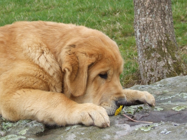 ENEAS OLIENDO LA PRIMAVERA
ENEAS DE DUELOS Y QUEBRANTOS 4 MESES
Keywords: eneas duelos puppyspain