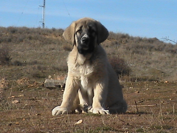 Ron de Los Altos del Duero con 3 meses
Keywords: duero