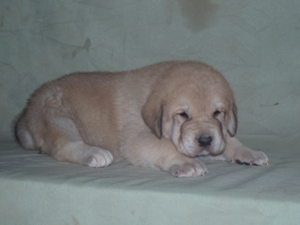 Rubio de Anaise 
Keywords: anaise puppyspain puppy cachorro