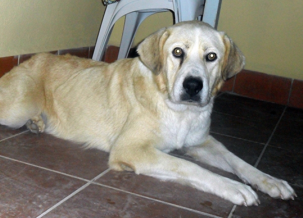 PALMA, X Mastin educada y adiestrada en adopción URGENTE
Edad:  Octubre 2009 (aprox.)
 
Peso: 27 kg (debería pesar 35kg)
 
Es una perra muy tranquila y coscona, se pasa el dia durmiendo o tomando el sol. Transmite calma y serenidad. 
Sociable con otros perros y gatos. Bien con conejos y cobayas. 

Acostumbrada a hacer sus necesidades en la calle. Sabe andar sin problemas con correa y está adiestrada en obediencia básica (Sentarse, echarse, quedarse quieta y acudir a la llamada) y se la puede soltar sin problemas. 

No tiene ningun tipo de trauma o miedo, ni inseguridad hacia personas. Obediente, sumisa y muy inteligente. Ningun problema en quedarse sola, no presenta ansiedad por separación. 

IDEAL para familias con niños (convive con uno) porque es muy cuidadosa y respetuosa con ellos, respeta su espacio, juguetes y si la acarician se tumba bocarriba. Tambien para personas mayores ya que no necesita hacer mucho ejercicio. Buena para vivir tanto en piso como en chalet. Le gusta mucho estar dentro de casa
 
Es negativa en Filaria y Leishmania y las analíticas están perfectas sólo le falta llegar a su peso ya que cuando se la recogió pesaba la mitad

Para más informacion o para adoptarla o acogerla escribe a albitatb_1993@hotmail.com o llama al 618 632 382
Keywords: mastin en adopciÃ³n adoptar mastina sevilla adiestrada educada urgente