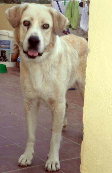 PALMA, X Mastin educada y adiestrada en adopción URGENTE
Edad:  Octubre 2009 (aprox.)
Peso: 27 kg (debería pesar 35kg)
Es una perra muy tranquila y coscona, se pasa el dia durmiendo o tomando el sol. Transmite calma y serenidad. 
Sociable con otros perros y gatos. Bien con conejos y cobayas. 

Acostumbrada a hacer sus necesidades en la calle. Sabe andar sin problemas con correa y está adiestrada en obediencia básica (Sentarse, echarse, quedarse quieta y acudir a la llamada) y se la puede soltar sin problemas. 

No tiene ningun tipo de trauma o miedo, ni inseguridad hacia personas. Obediente, sumisa y muy inteligente. Ningun problema en quedarse sola, no presenta ansiedad por separación. 

IDEAL para familias con niños (convive con uno) porque es muy cuidadosa y respetuosa con ellos, respeta su espacio, juguetes y si la acarician se tumba bocarriba. Tambien para personas mayores ya que no necesita hacer mucho ejercicio. Buena para vivir tanto en piso como en chalet. Le gusta mucho estar dentro de casa
 
Es negativa en Filaria y Leishmania y las analíticas están perfectas sólo le falta llegar a su peso ya que cuando se la recogió pesaba la mitad

Para más informacion o para adoptarla o acogerla escribe a albitatb_1993@hotmail.com o llama al 618 632 382
Keywords: mastin en adopciÃ³n adoptar mastina sevilla adiestrada educada urgente