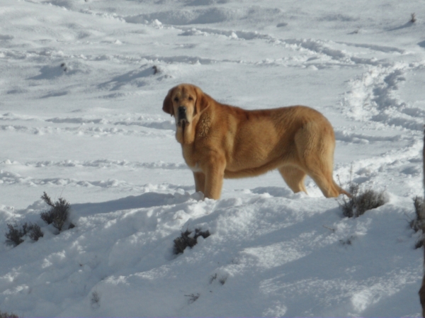 Estío de los Zumbos - 8 meses
Keywords: majada zumbos snow nieve