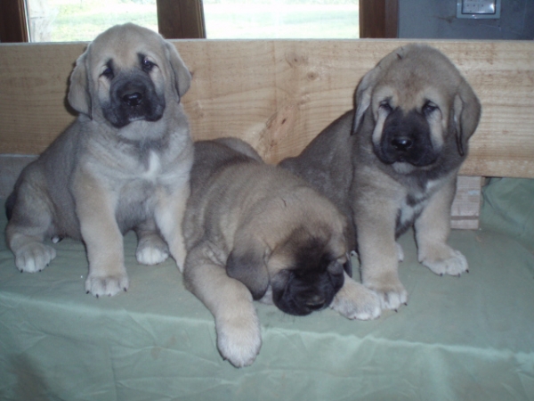 Sara, Bruja y Orio de Anaise
Keywords: anaise puppyspain puppy cachorro