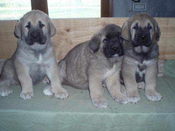 Sara, Bruja y Orio de Anise 2
Keywords: anaise puppyspain puppy cachorro