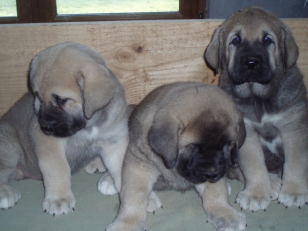 Sara, Bruja y Orio de Anaise 3
Keywords: anaise puppyspain puppy cachorro