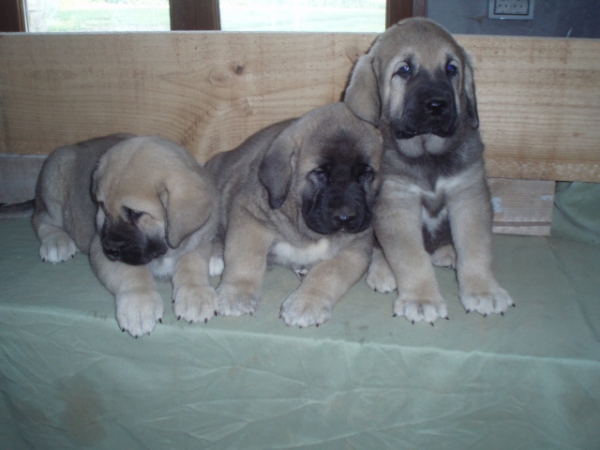 Sara, Bruja y Orio de Anaise 4
Keywords: anaise puppyspain puppy cachorro