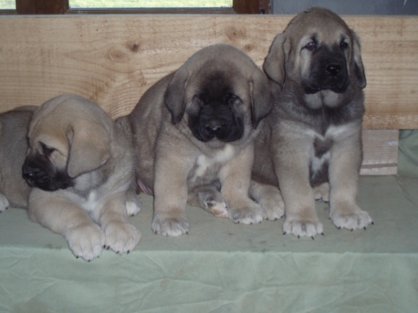 Sara, Bruja y Orio de Anaise
Keywords: anaise puppyspain puppy cachorro