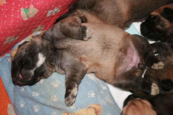 Puppy of Neron and Sofie 1 week
Neron de Filandon x Komtesa Sofie Tornado Erben
12.04.2008 

Keywords: puppyrussia cortedemadrid