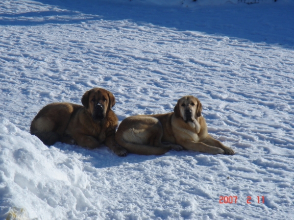 Komtesa Sofie Tornado Erben & Neron de Filandon



Keywords: cortedemadrid