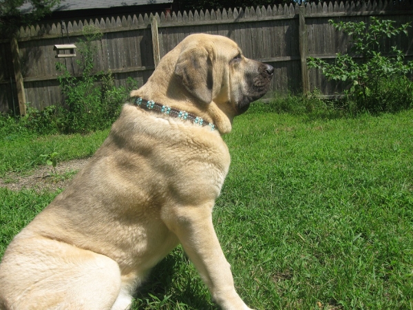 Tatyana's new Native American style collar  August 13, 2012
Sitting pretty...
Keywords: norma pacino tatyana niro brando