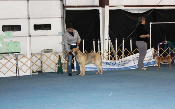 Tatyana and I at Handling Class Jan 2, 2012
Keywords: norma pacino tatyana niro brando