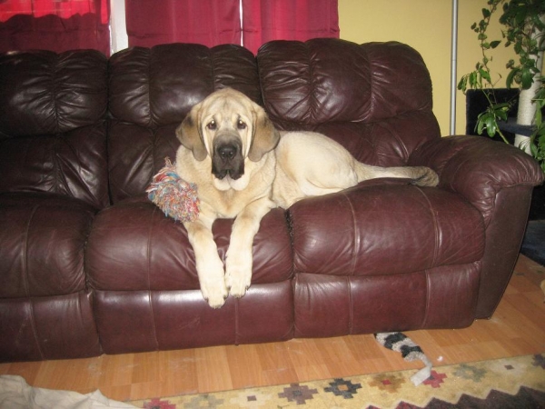 Tatyana queen of the couch  2-6-2012
Keywords: norma pacino tatyana niro brando