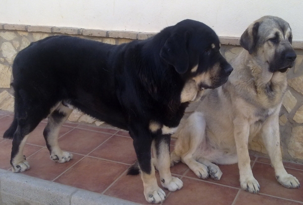 TIMON Y DOÑA DANCA COTUFA
Keywords: abucacito