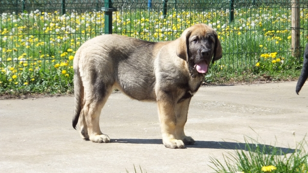 Tasko de Anaise ( 3 meses )
Keywords: anaise