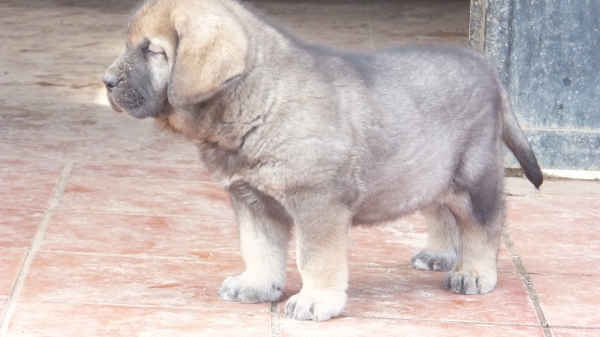 Tasco de Anaise
Keywords: puppyspain anaise